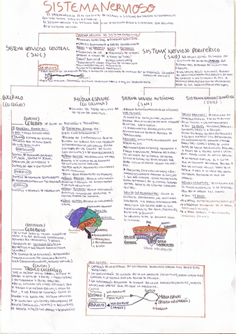 Esquema-sistema-nervioso.pdf