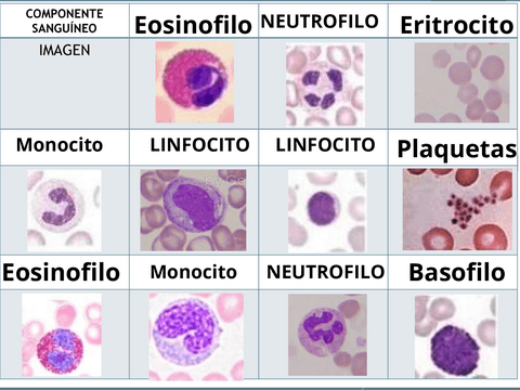 Fotos-componentes-sanguineos.pdf