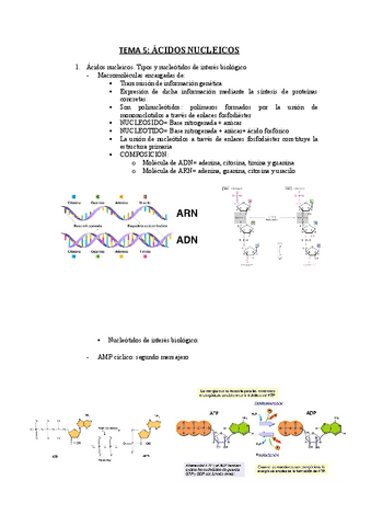 TEMA-5-ACIDOS-NUCLEICOS.pdf