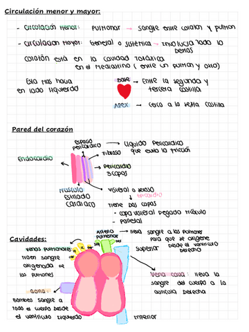 Anatomia-e-histologia-Cardiovascular.pdf