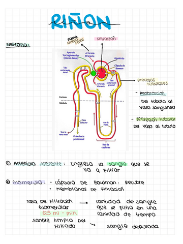 Fisiologia-Renal-y-Glomerular.pdf