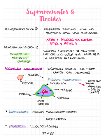 Sistema-Endocrino.pdf