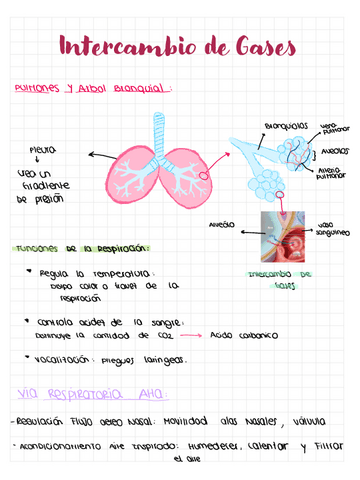 Intercambio-de-Gases.pdf
