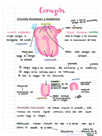 Sistema-Electrico-Cardiaco-2.pdf