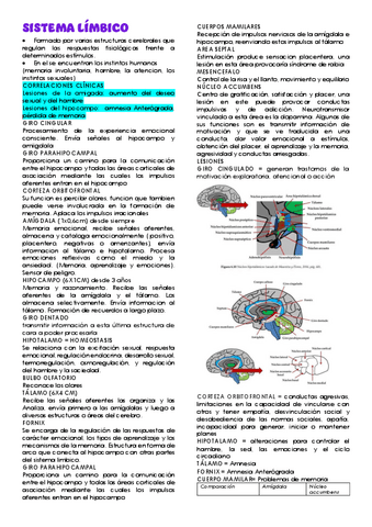 Sistema-limbico-y-circuito-papez.pdf