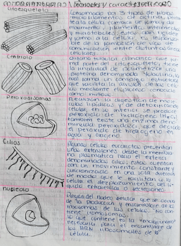 Partes-de-la-celula.pdf