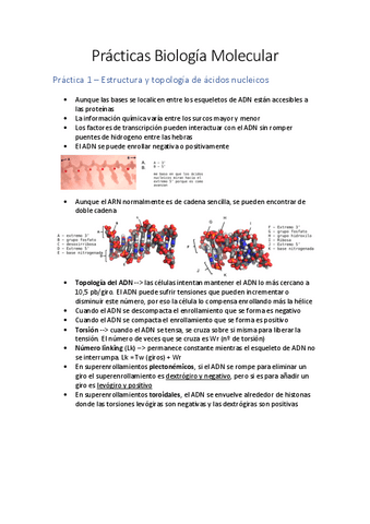 Practicas-Biologia-Molecular.pdf