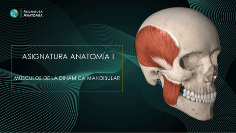 07-Musculos-de-la-dinamica-mandibular.pdf