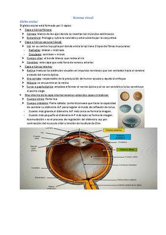 Tema-6-Anatomia-Visceral.pdf