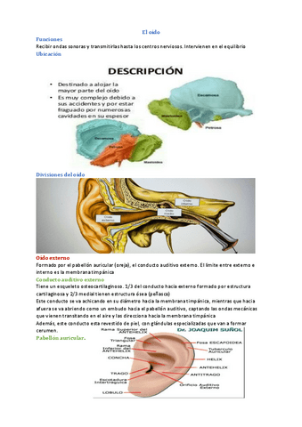 Tema-7-Anatomia-Visceral.pdf