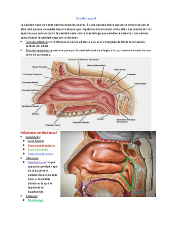 Tema-8-Anatomia-Visceral.pdf