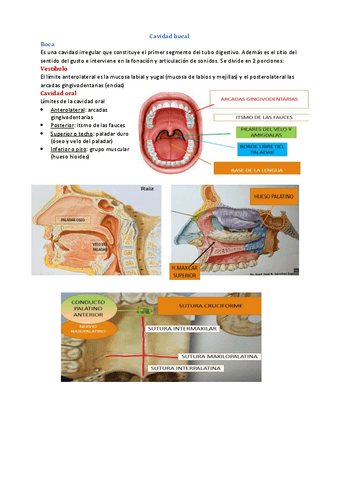 Tema-9-Anatomia-Visceral.pdf