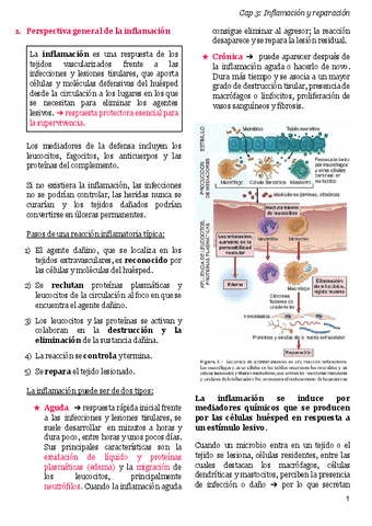 Cap-3-Inflamacion-y-reparacion.pdf
