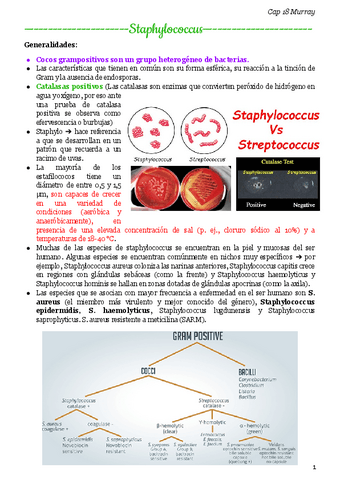 Staphylococcus-MURRAY.pdf