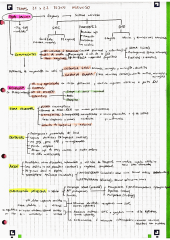BH-Temas-21-22-23-y-24-Tejido-nervioso.pdf