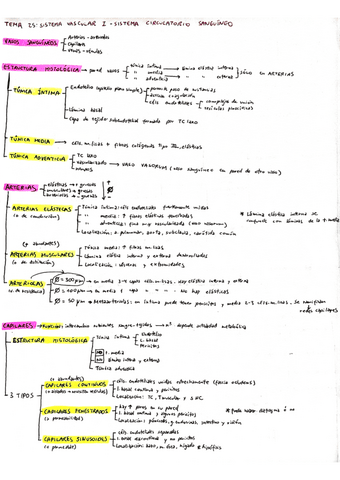 BH-Temas-25-y-26-Sistema-vascular.pdf