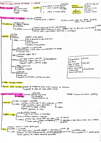 BH-Tema-31-Ojo-tunica-externa-y-media.pdf