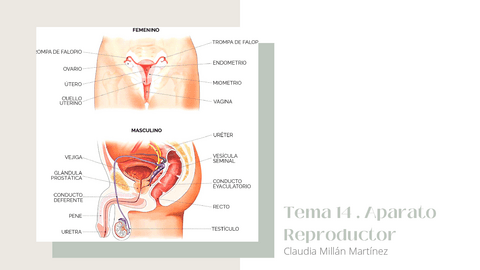 Esquema-resumen-Tema-14.pdf