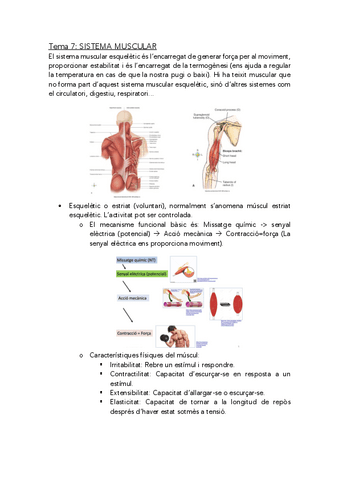 anatomofisiologia-1-sistema-muscular.pdf