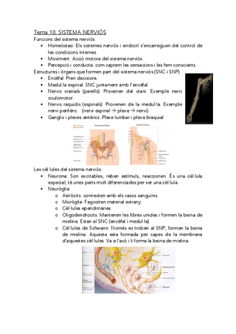 anatomofisiologia-1-sistema-nervios.pdf