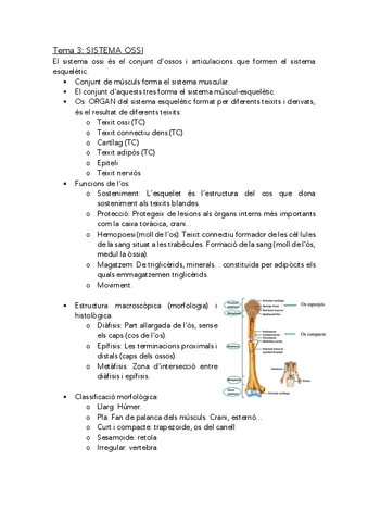 anatomofisiologia-1-sistema-ossi-i-articular.pdf