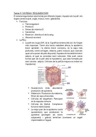 anatomofisiologia-1-sistema-tegumentari.pdf