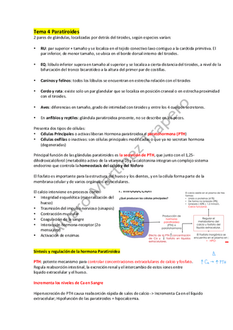 Tema-4-Paratiroides.pdf