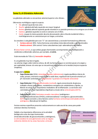 Tema-5-y-6-Glandulas-Adrenales.pdf