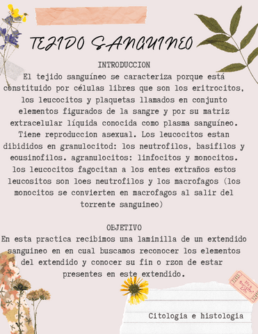 Tejido-sanguineo.pdf