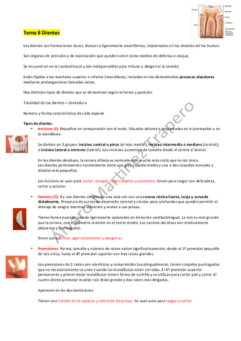 Dientes.pdf
