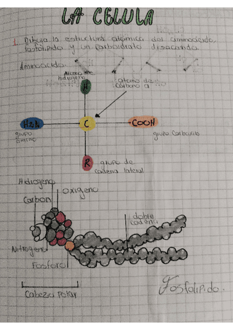 Celula-aminoacido-fosfolipido....pdf