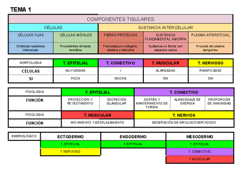 ANATOMIA.pdf