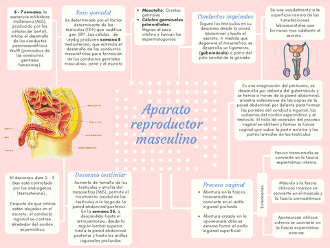 EMBRIOLOGIA-MASCULINO.pdf