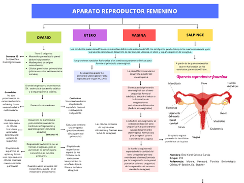 MAPA-DE-EMBRIOLOGIA-FEMENINA.pdf