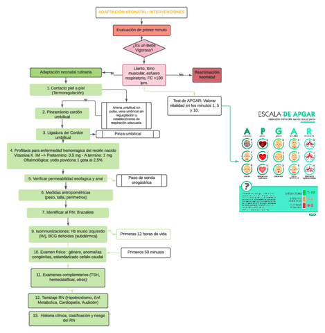 Adaptacion-Neonatal-algoritmo.pdf