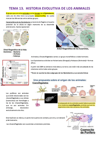 APUNTES-ZOOLOGIA.pdf