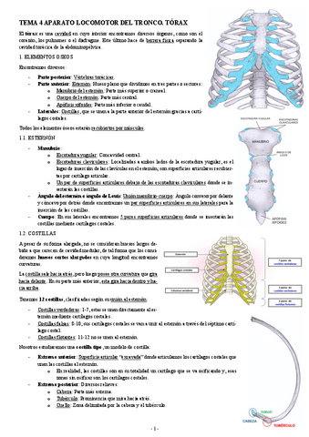 ANATOMIA-TEMA-4-APARATO-LOCOMOTOR-DEL-TRONCO.-TORAX.pdf