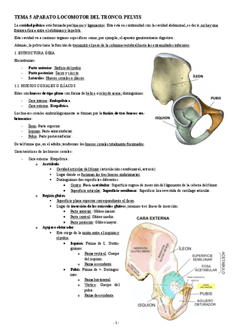 ANATOMIA-TEMA-5-APARATO-LOCOMOTOR-DEL-TRONCO.-PELVIS.pdf