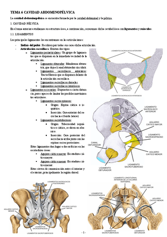 ANATOMIA-TEMA-6-CAVIDAD-ABDOMINOPELVICA.pdf