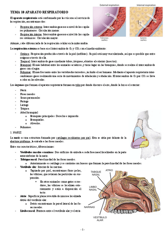 ANATOMIA-TEMA-10-APARATO-RESPIRATORIO.pdf