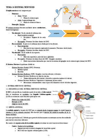 ANATOMIA-TEMA-14-SISTEMA-NERVIOSO.pdf