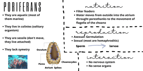 Poriferanssponges.pdf