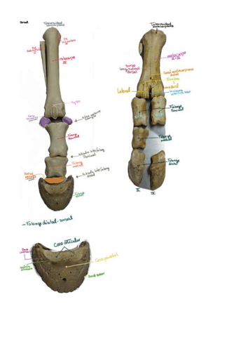 Rotulacion-bovino-y-equino.pdf