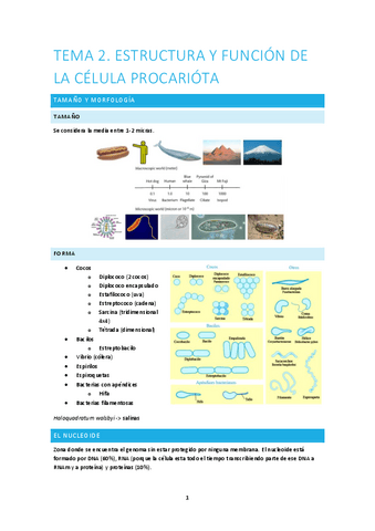 Tema-2.-Estructura-y-funcion-de-la-celula-procariota-HA.pdf