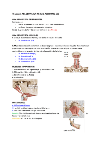 TEMA-22-Asa-Cervical-y-Nervio-Accesorio-XI.pdf