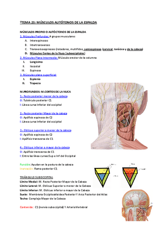 TEMA-21-Musculos-autoctonos-de-la-espalda.pdf