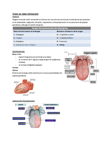 TEMA-20-GNM-Hipoglosos.pdf