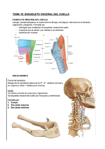 TEMA-15-Esqueleto-visceral-del-cuello.pdf