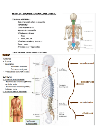 TEMA-14-Esqueleto-axial-del-cuello.pdf