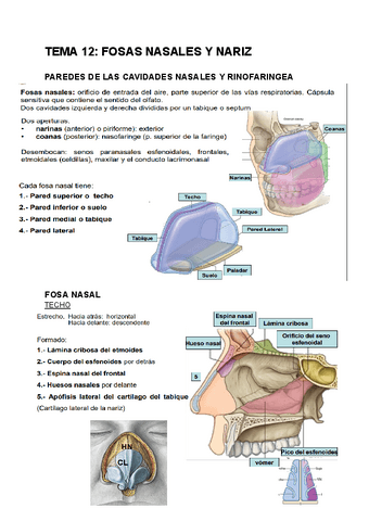 TEMA-12-Fosas-nasales-y-nariz.pdf